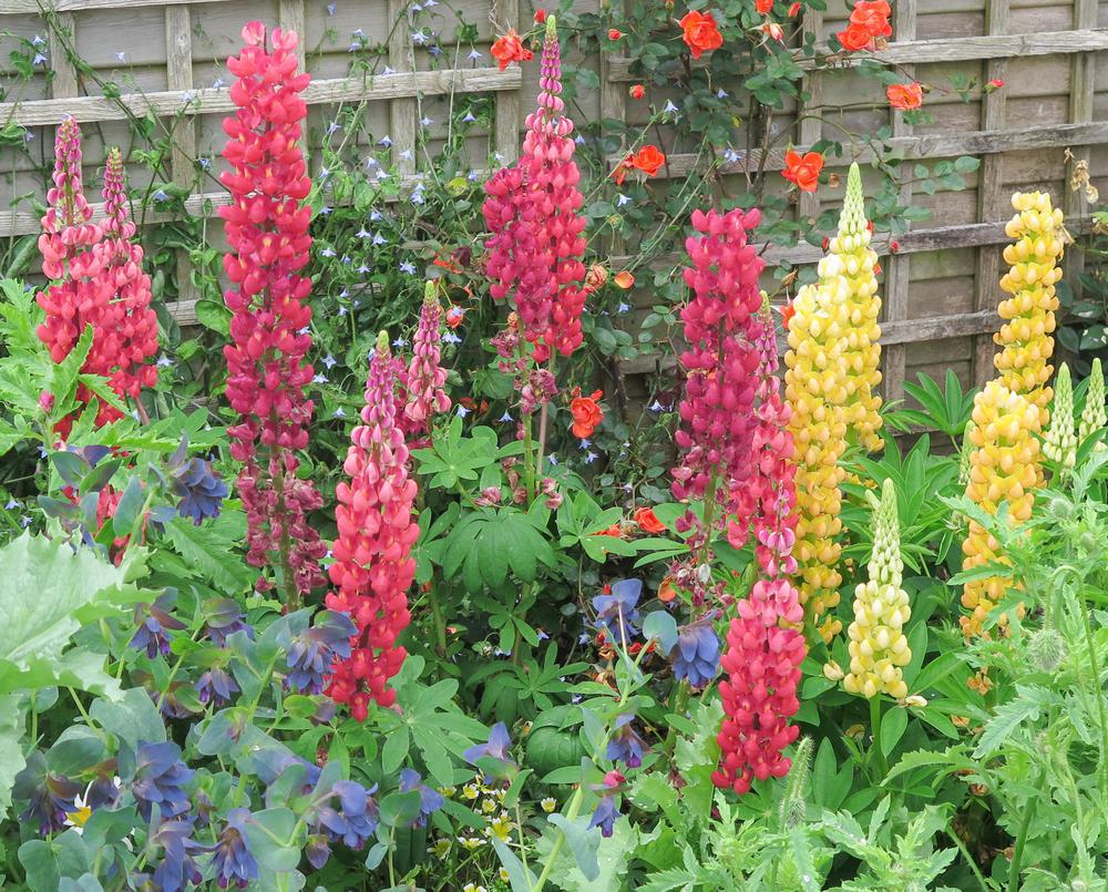 1G Lupinus 'Chandelier' Chandelier Lupine 1010895