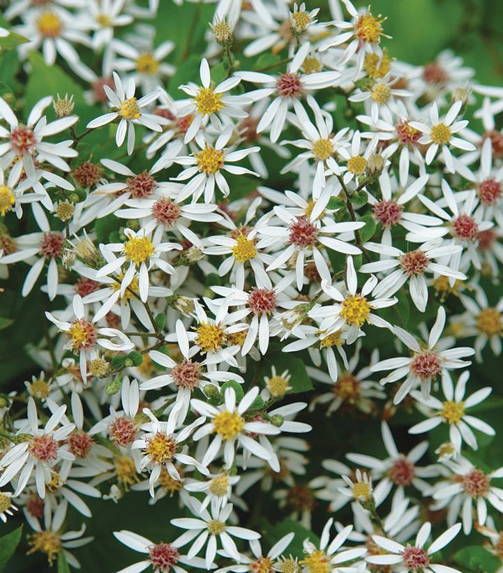 2G Aster divaricatus 'Eastern Star' White Woodland Aster