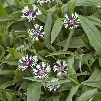 2G CENTAUREA AMETHYST IN Snow (Perennial Bachelor Buttons)