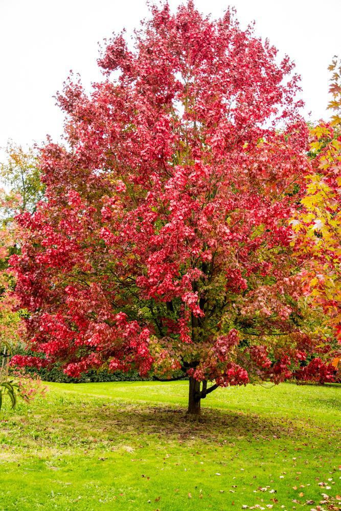 3G ACER RUBRUM `OCTOBER  GLORY` October Glory Red Maple: Patent PP2,116 1014810