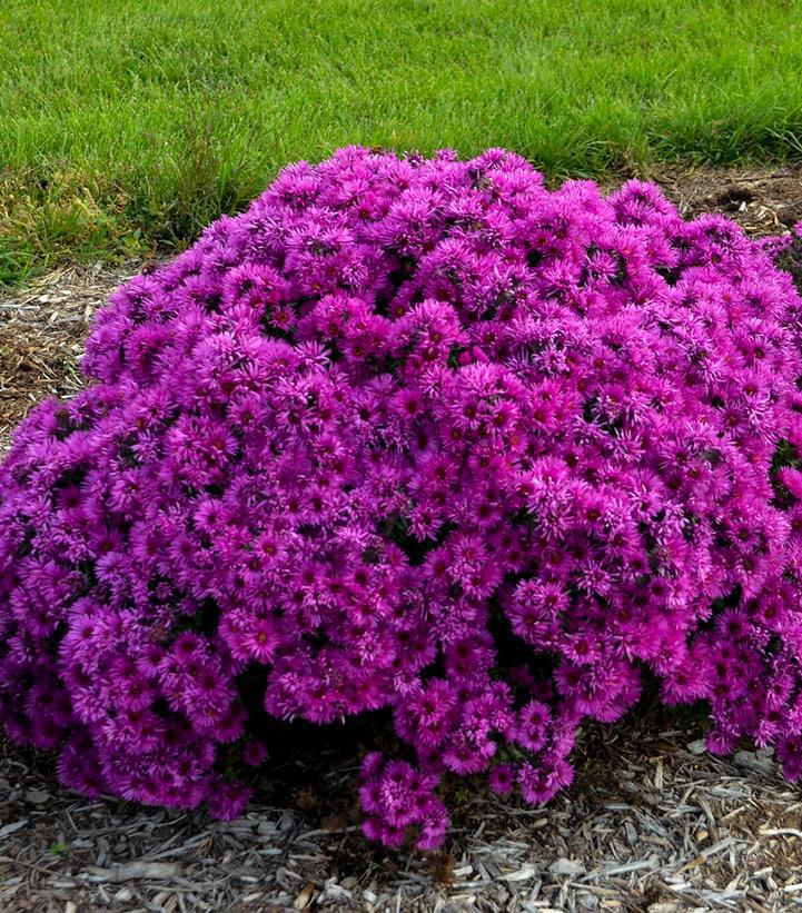 2G Aster novae-angliae 'Pink Crush' New England Aster 1015383