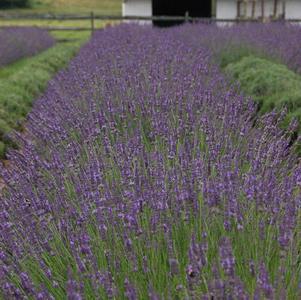 2G Lavandula X Intermedia 'Phenomenal' Phenomenal Lavender 1021820