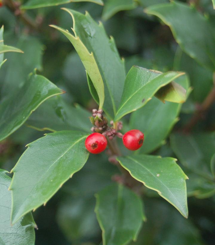 5G Ilex X meserveae 'Blue Maid' Blue Maid Holly 1000519