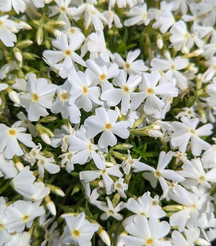 1G Phlox subulata 'Spring White' White Moss Phlox (Creeping Phlox) 1010912