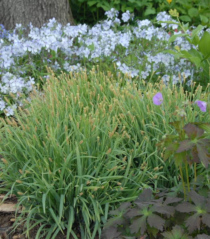 1G Carex laxiculmus 'Bunny Blue' (Hobb) Bunny Blue™ Sedge 1004168