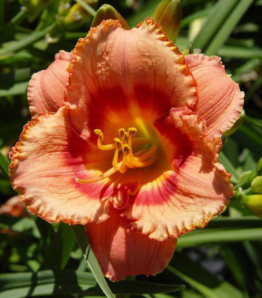 1G Hemerocallis 'Strawberry Candy' Strawberry Candy Daylily 1002841