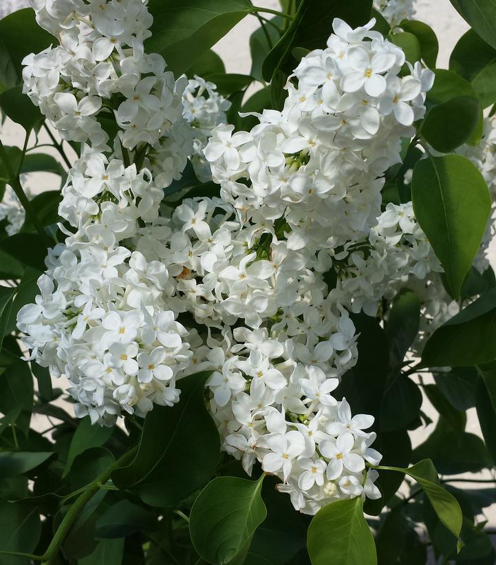 Syringa vulgaris x 'Primrose' Primrose Lilac #3