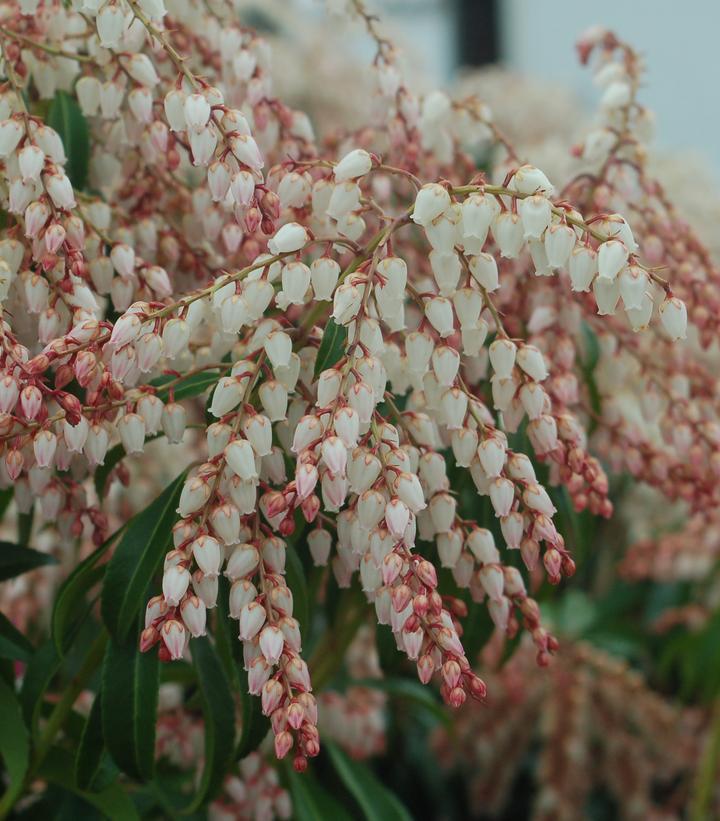 3G PIERIS JAPONICA `DOROTHY Wycoff' Dorothy Wycoff Japanese andromeda 1001163