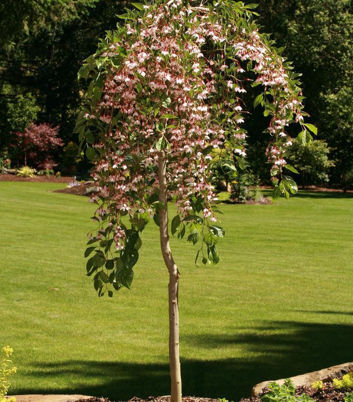 7G Styrax jap. 'Marley's Pink Parasol' ('JLWeeping') 'Marley's Pink Parasol® Japanese Snowbell: Patent PP23,755 1008566