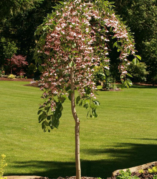 7G Styrax jap. 'Marley's Pink Parasol' ('JLWeeping') 'Marley's Pink Parasol® Japanese Snowbell: Patent PP23,755 1008566