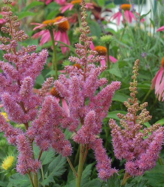 1G Astilbe chinensis 'Visions' Visions Chinese Astilbe (Chinese Astilbe) 1001341