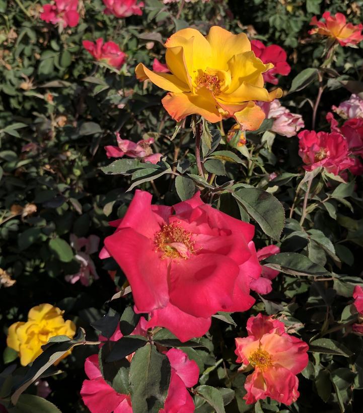 2G Rosa 'Sunset Horizon' Sunset Horizon Rose 1014570