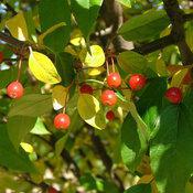 7G Malus 'Lollipop' - Crabapple Tree - 1012585