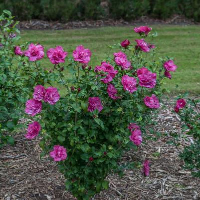 3G Hibiscus syriacus Magenta Chiffon® ('Rwoods5') Magenta Chiffon® Rose of Sharon: Patent PP29,683 1011020