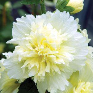 1G Alcea rosea annua Spring Celebrities 'Lemon' Lemon Hollyhock 1005944