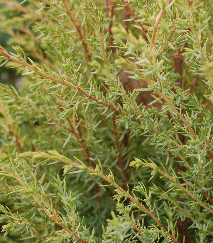 2G Juniperus communis 'Gold Cone' Gold Cone Juniper 1002872