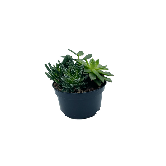 Succulent Garden 5.5" Low C5477