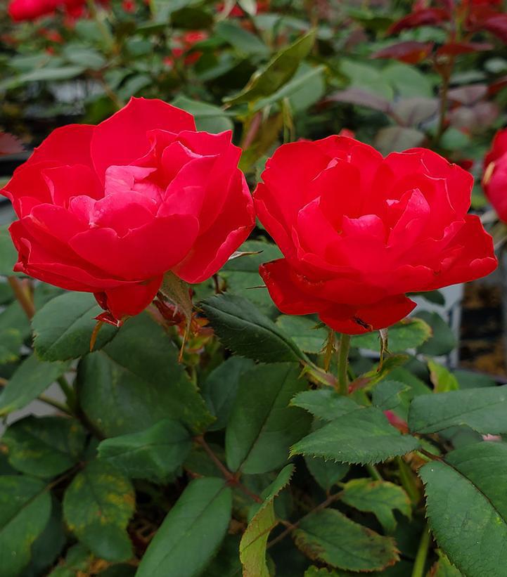 8" Rosa x 'Oso Easy Double Red' ('Meipeporia') Oso Easy Double Red® Landcape Rose: Patent PP26,298 1013119