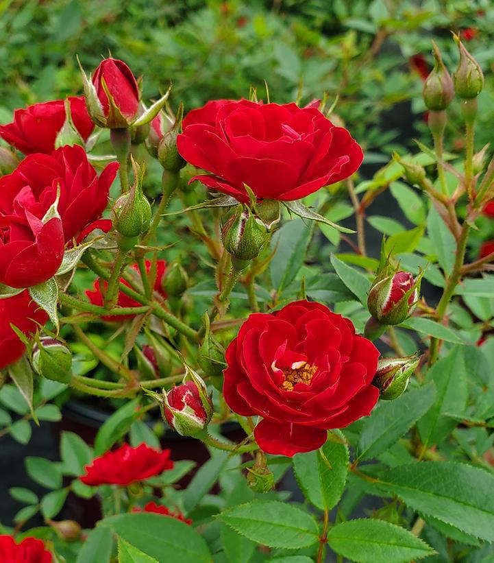 2G Rosa Easy Elegance® 'Chi' ('Ballim') Chi™ Rosa 1012293