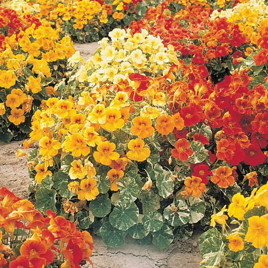 1G Tropaeolum majus 'Alaska Mix' Alaska Mix Nasturtium 1003896