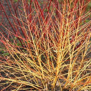 3G Cornus sanguinea Arctic Sun® ('Cato') Arctic Sun® Dogwood: Patent PP19892 1003691