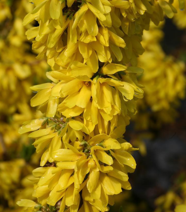 3G Forsythia Show Off Starlet ('Minfor6') Show Off® Starlet Forsythia: Patent PP24,361 1006304