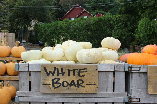 Pumpkin - Flat White Boar by the lb