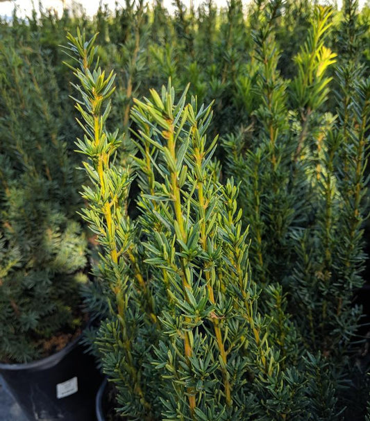 3G TAXUS X MEDIA 'Hicksii' Hicks Yew 1000566