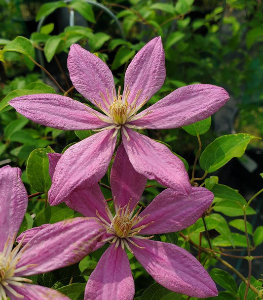 8" Clematis 'Sally' ('evipo077') Sally™ Clematis 1004921