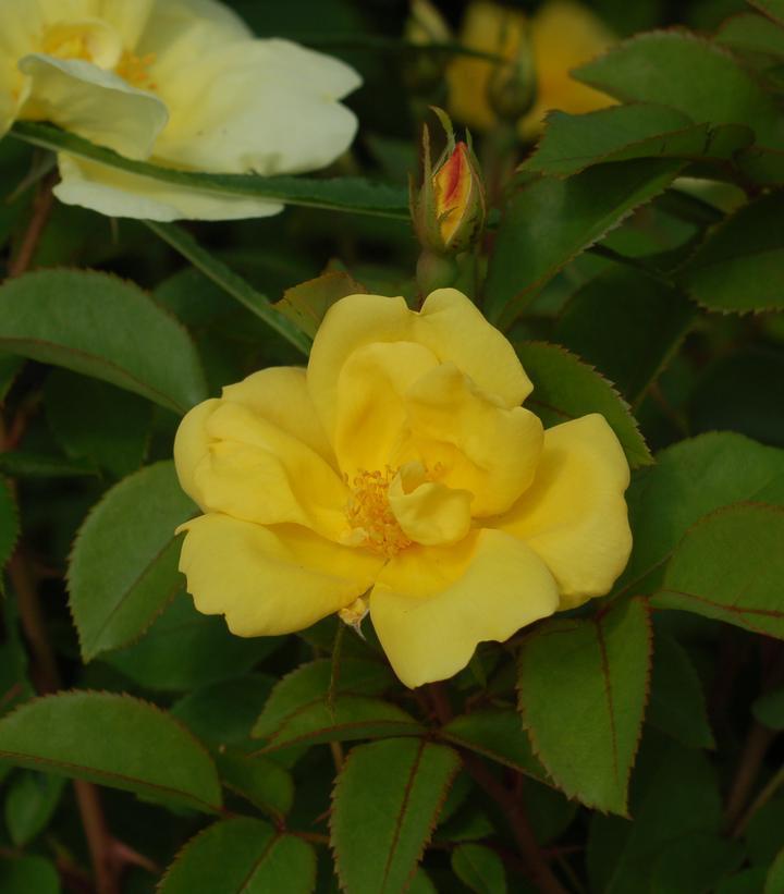 3G Rosa 'Sunny Knock Out' Sunny Knock Out® Rose: Patent PP18,562 1007449