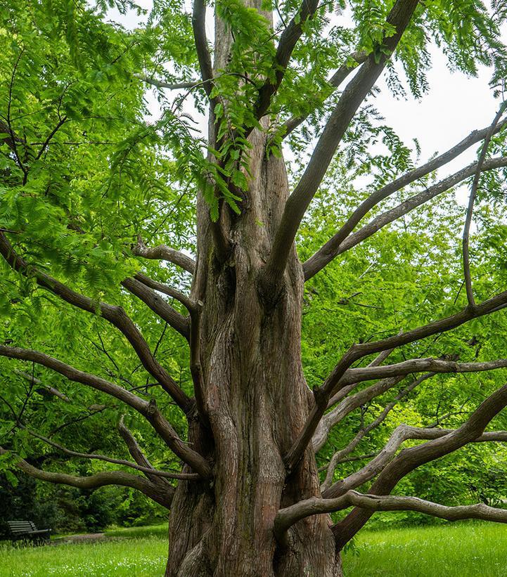 5G METASEQUOIA GLYPTOSTROBOIDES (Dawn Redwood)