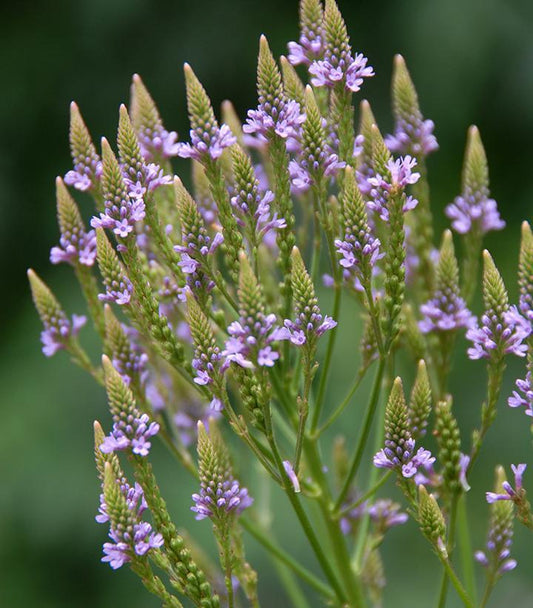 2G VERBENA 'HASTATA' Swamp Verbena (Blue Vervain) 1007018