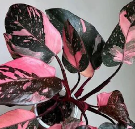6" HB Philodendron Pink Princess Hanging Basket
