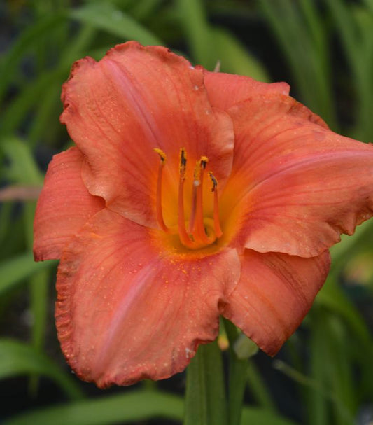 8" Hemerocallis 'South Seas' South Seas Daylily 1010874