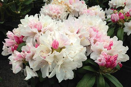 3G Rhododendron yak. 'Princess' Yaku Princess Rhododendron 1000443