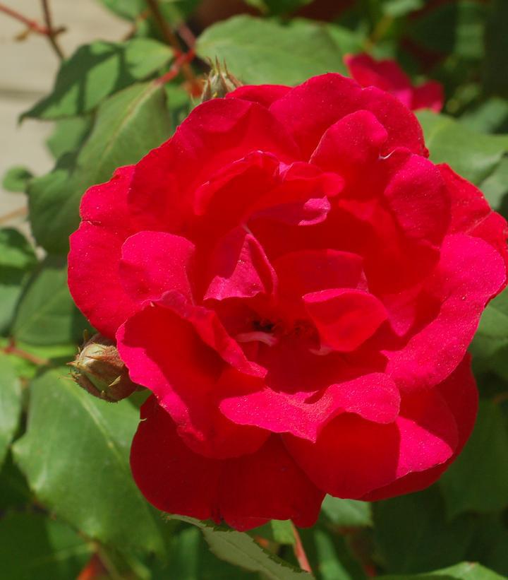 3G Rosa 'Blaze' Blaze Climbing Rose (Red) 1002403