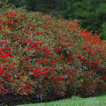 3G Ilex verticillata 'Red Sprite' Red Sprite Winterberry (F - Berries /Pollinator- Jim Dandy) 1000133