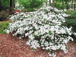 3G Azalea Girard's Pleasant White (evergreen) Girards Pleasant White Azalea 1000204