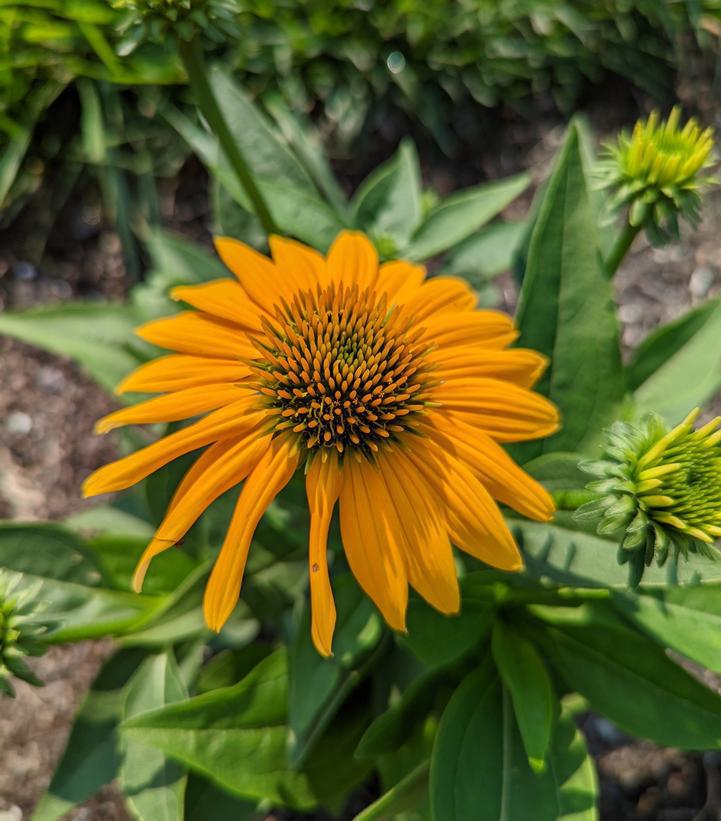 1G Echinacea Artisan™ 'Yellow Ombre' ('PAS1303304') Artisan™ Yellow Ombre Coneflower 1014985