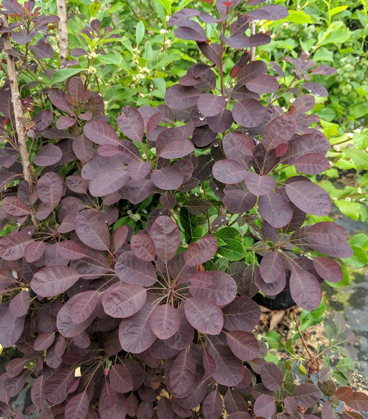 3G COTINUS COGGYGRIA `VELVETEENY` ('Cotsidh5') Velveteeny™ Dwarf Purple Smokebush: Patent PP30,328 1010961