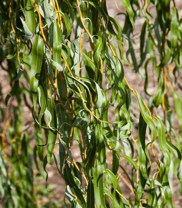 15G Salix  Matsudana X  Golden Curls (Curly Willow) 'Golden Curls' Willow 1014629