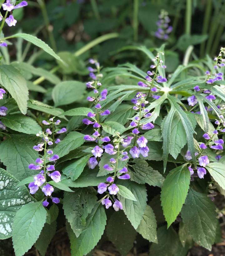 1G Scutellaria 'Appalachian Blues' Appalachian Blues Skullcap 1014323