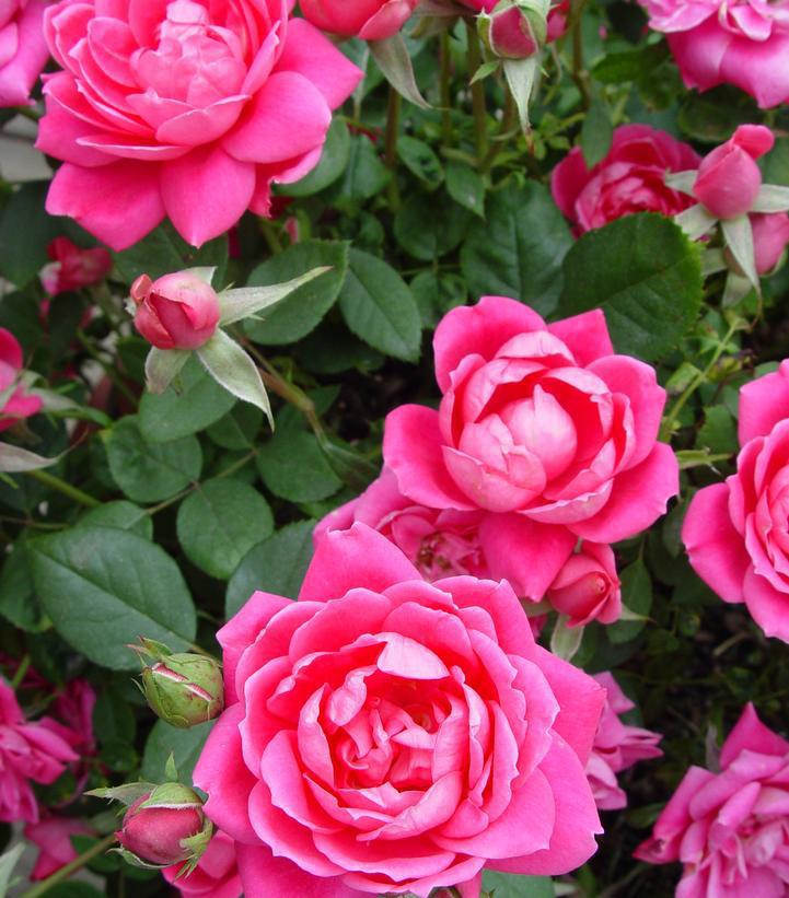 3G Rosa 'Double Pink Knock' Out® Double Pink Knock Out® Rose 1007434