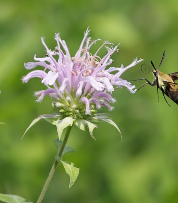 2G Monarda fistulosa Wild Bergamot 1012082