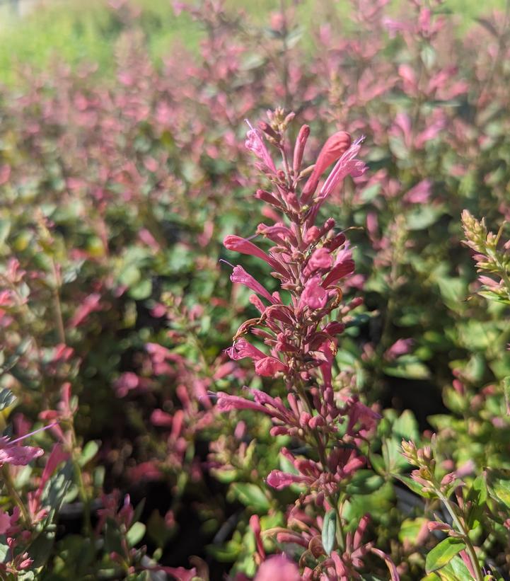 1G Agastache 'Morello' Morello Hummingbird Mint: Patent PP29,527 (Hummingbird Mint, Hyssops) 1011903