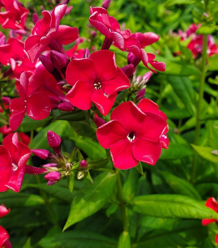 1G Phlox 'Volcano Red' Volcano® Red Garden Phlox