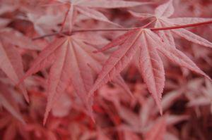 3G Acer Palmatum Emperor Laceleaf Japanese Maple 1003490