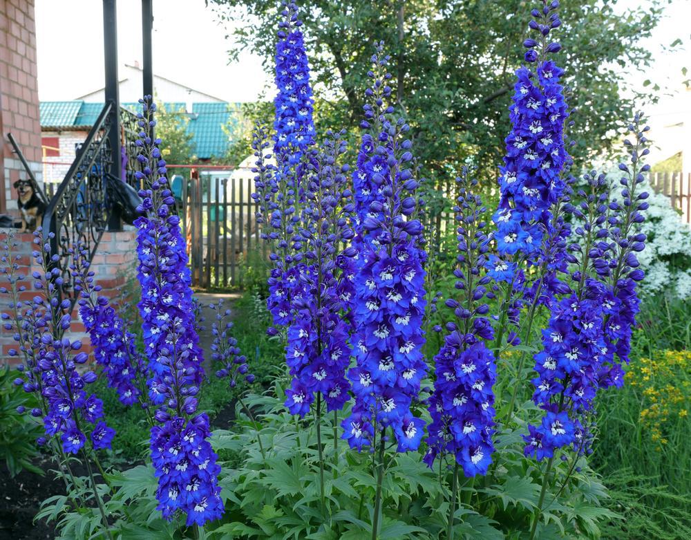 2G Delphinium 'Cobalt Dreams' Cobalt Dreams Larkspur 1012818