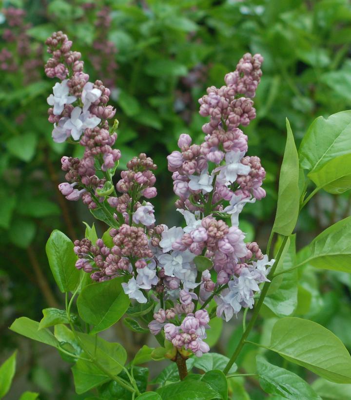 Syringa 'Equinox Valley' Equinox Valley Lilac #3