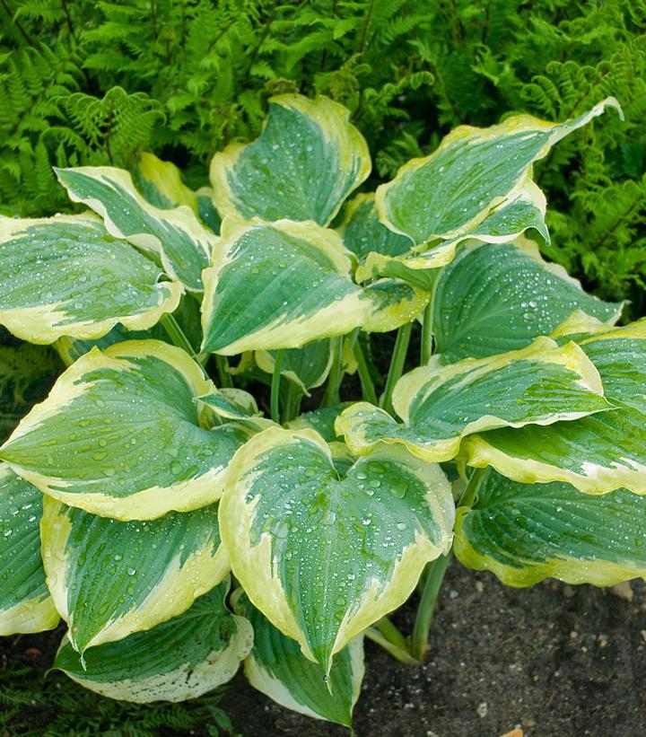 1G Hosta hybrid Shadowland 'Seducer' shadowland® Seducer Hosta: Patent PP22,413 1007371